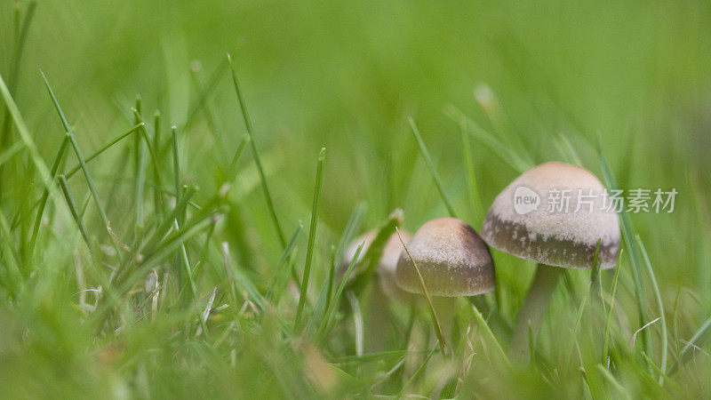 Panaeolina foenisecii (Maire - Brown Mottlegill or Lawn Mower's Mushroom or the Haymaker)。在花园的草坪上